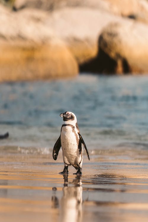 有关动物, 动物摄影, 垂直拍摄的免费素材图片