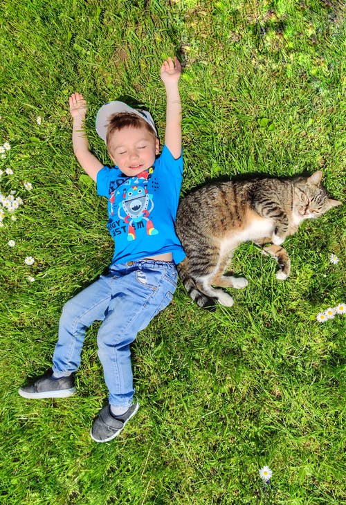有关俯视图, 儿童, 动物的免费素材图片