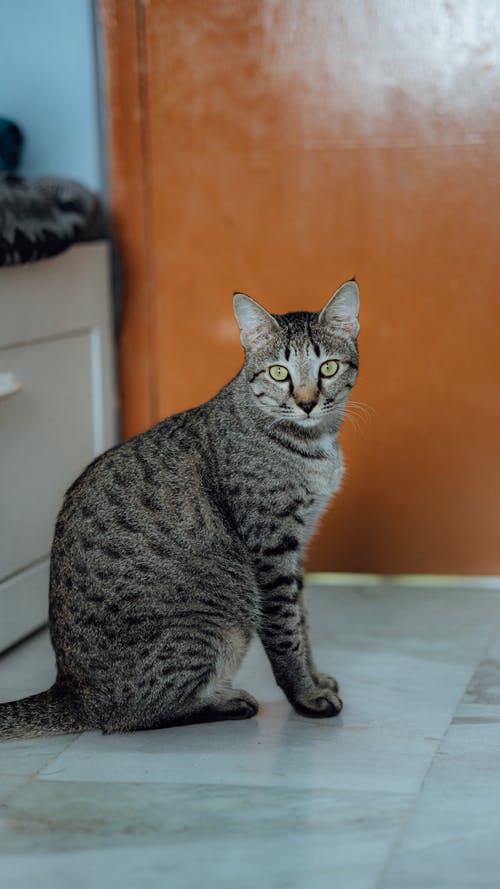 有关动物, 哺乳动物, 垂直拍摄的免费素材图片