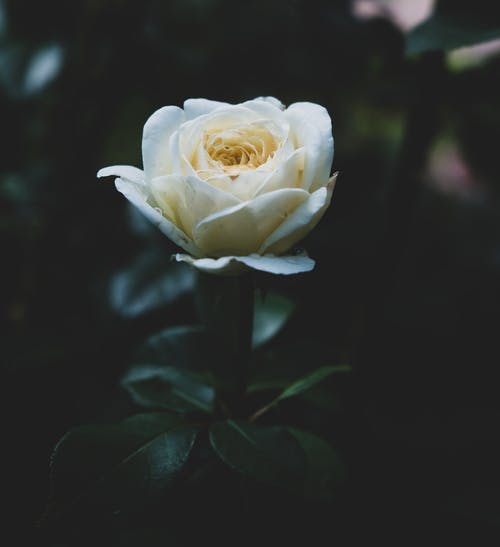 有关垂直拍摄, 微妙, 微距摄影的免费素材图片