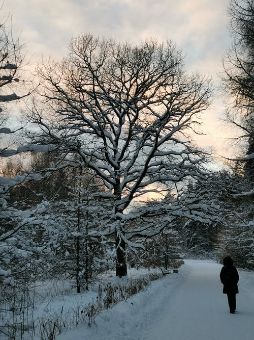 有关人, 光秃秃的树木, 冬季的免费素材图片