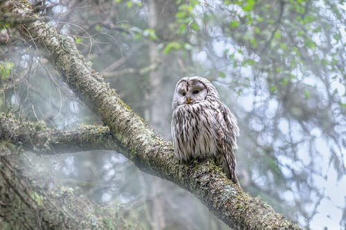 有关strix uralensis, 乌拉尔猫头鹰, 动物的免费素材图片