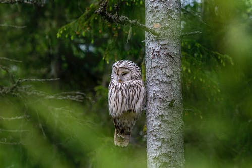 有关strix uralensis, 乌拉尔猫头鹰, 动物的免费素材图片