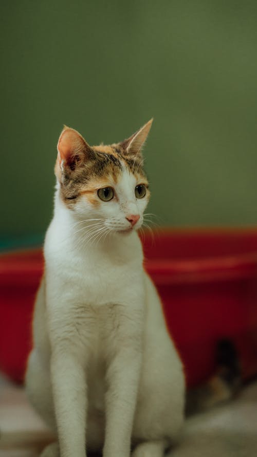 有关动物摄影, 可爱, 好奇的的免费素材图片