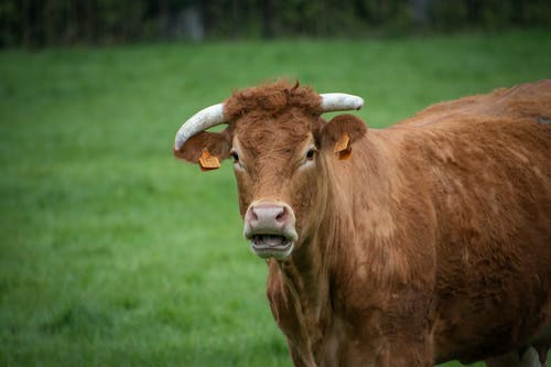 有关公牛, 动物, 哺乳动物的免费素材图片
