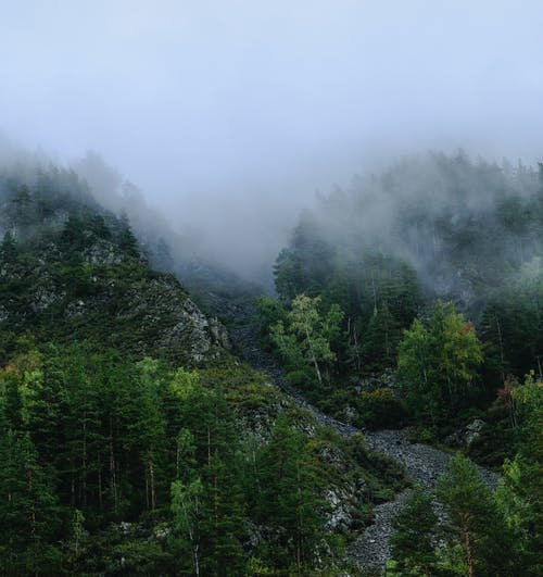 有关山丘, 森林, 树木的免费素材图片