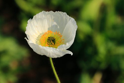有关增长, 天性, 微妙的免费素材图片