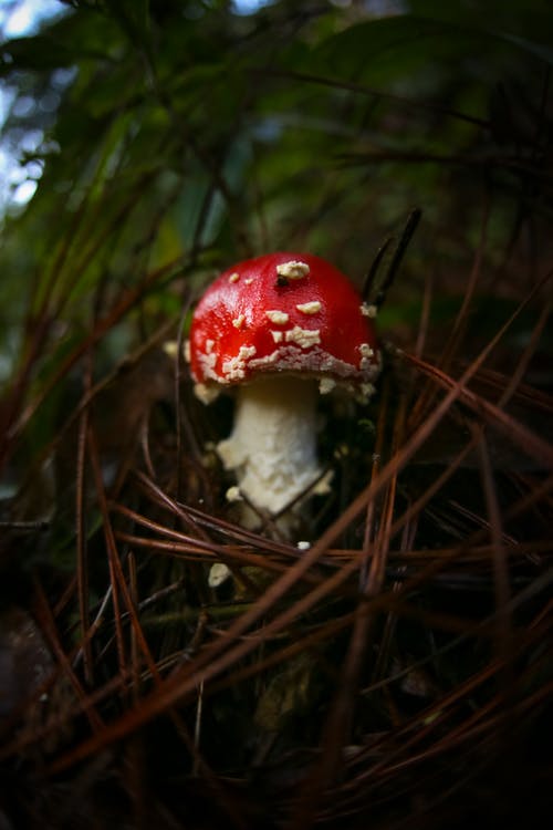 有关垂直拍摄, 天性, 植物学的免费素材图片