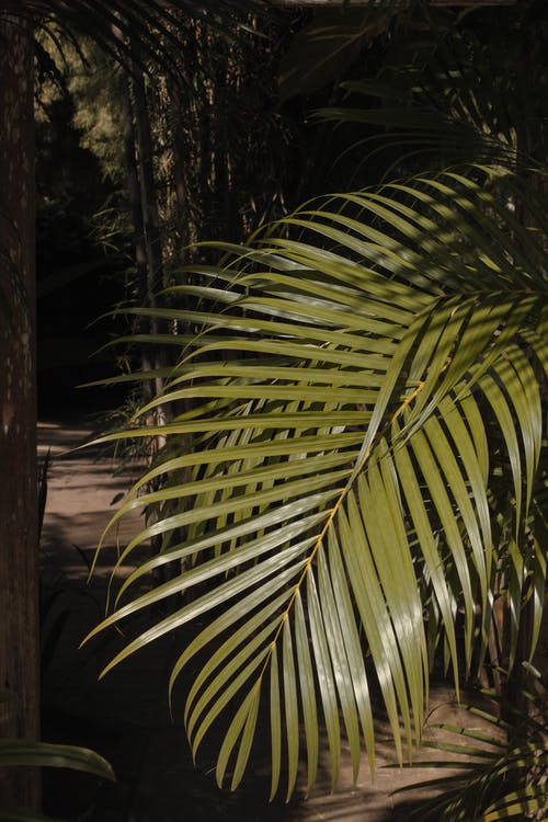 有关垂直拍摄, 棕榈树叶, 花园的免费素材图片