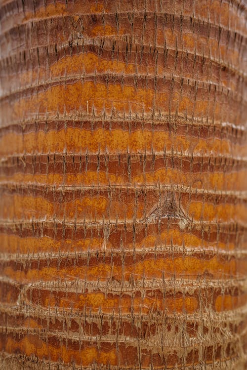 有关图案, 垂直拍摄, 椰子树的免费素材图片