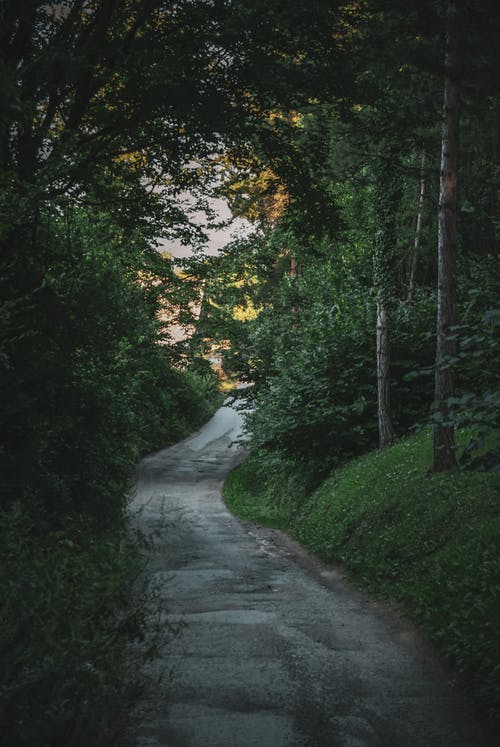 有关弧線, 森林, 樹木的免费素材图片