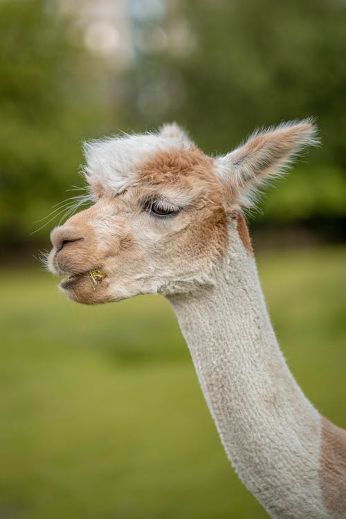 有关动物头, 動物, 動物攝影的免费素材图片