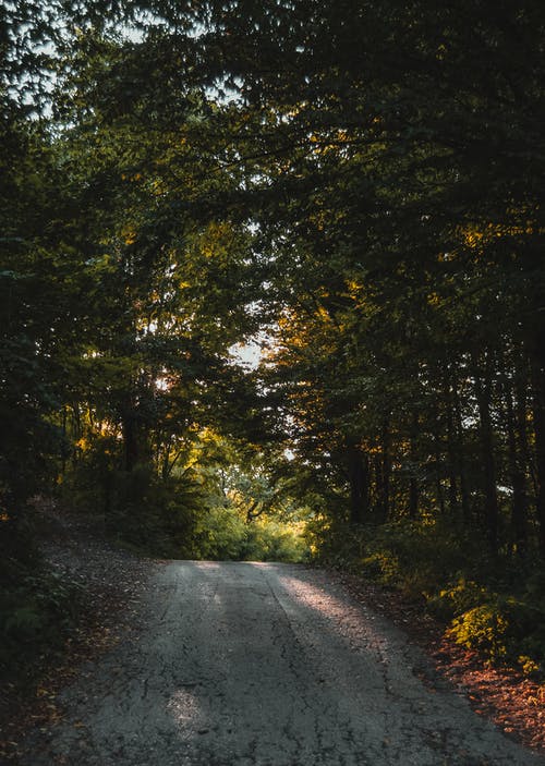 有关森林, 樹木, 沒有鋪面的人行道的免费素材图片