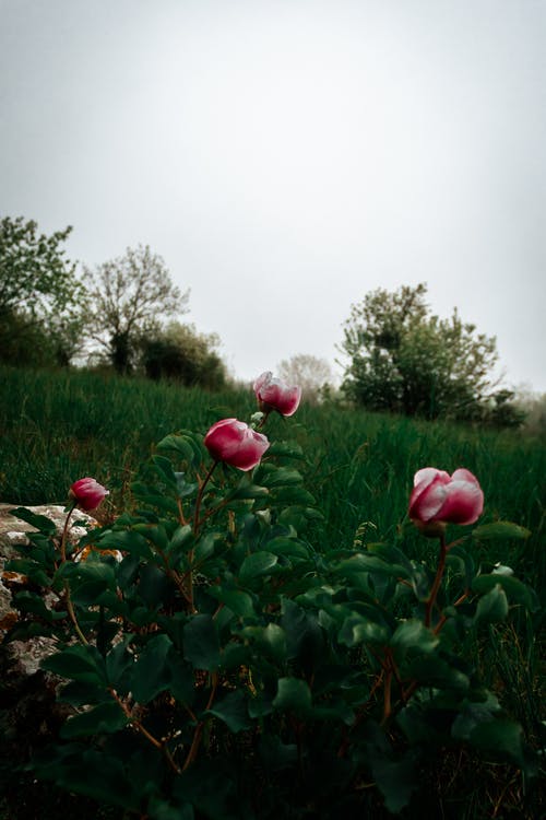 有关垂直拍摄, 增長, 天性的免费素材图片