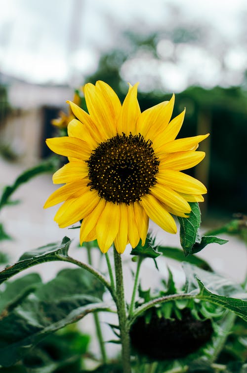 有关向日葵, 垂直拍摄, 增長的免费素材图片