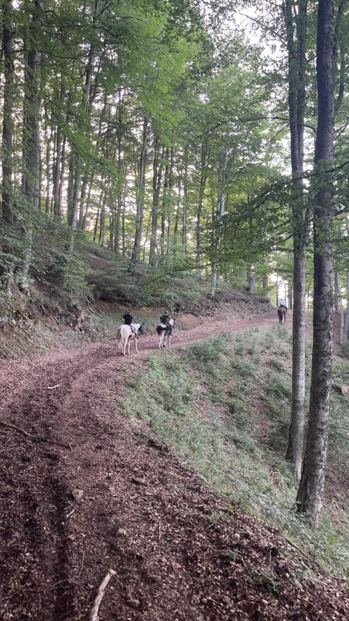 有关户外, 森林, 树木的免费素材图片