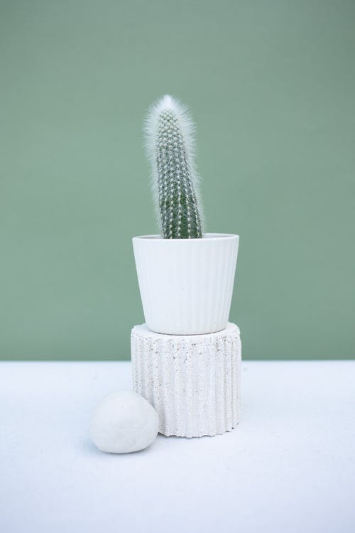 有关仙人掌, 极简主义, 装饰的免费素材图片