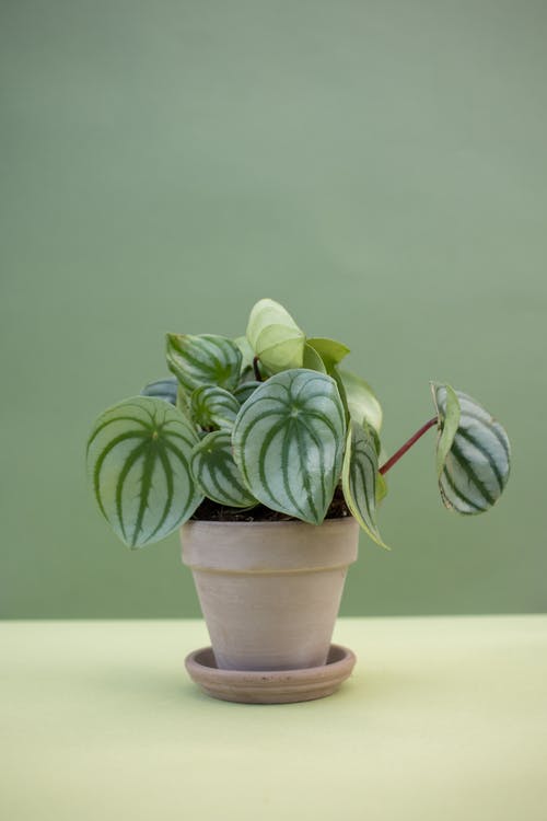 有关室内植物, 室内植物, 植物的的免费素材图片