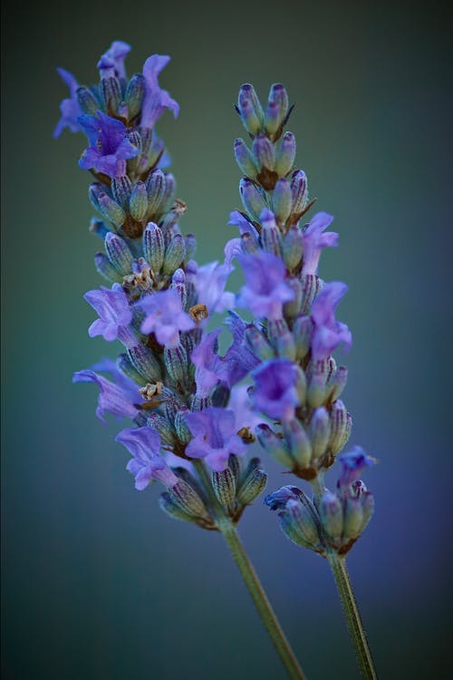 有关紫色, 花卉摄影, 花瓣的免费素材图片