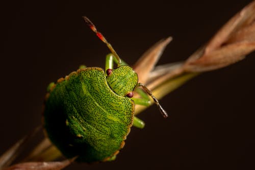 有关微距摄影, 昆虫, 昆虫学的免费素材图片