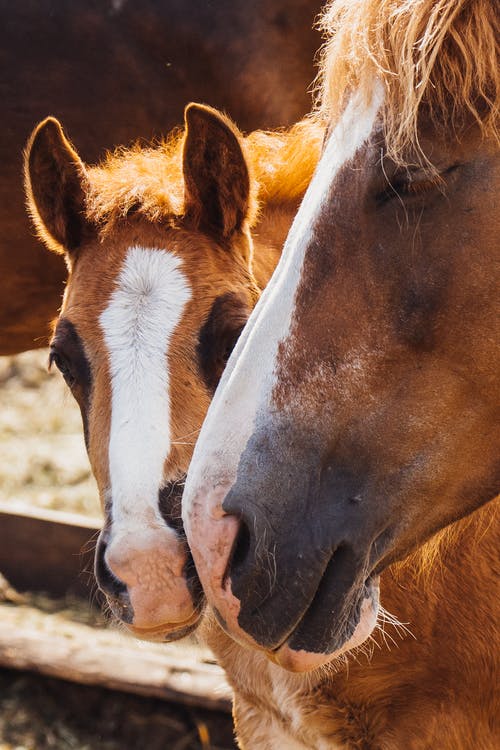 有关動物, 動物攝影, 動物肖像的免费素材图片