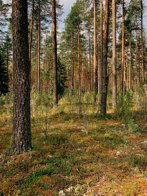 有关垂直拍摄, 天性, 户外的免费素材图片