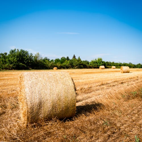 有关下田, 乾的, 匈牙利的免费素材图片