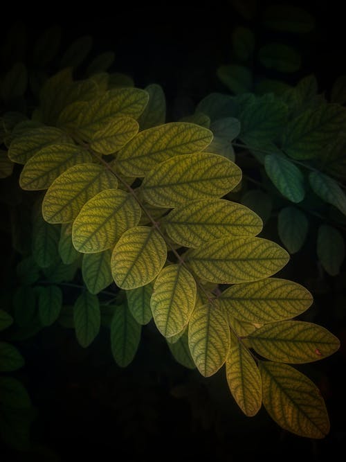 有关圖案, 垂直拍摄, 增長的免费素材图片