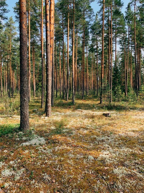 有关垂直拍摄, 天性, 户外的免费素材图片