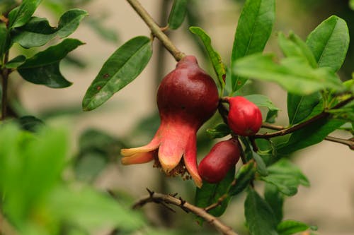 有关成熟, 新鲜, 树叶的免费素材图片