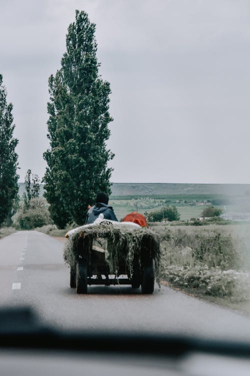 有关四轮的运货马车, 户外, 树木的免费素材图片