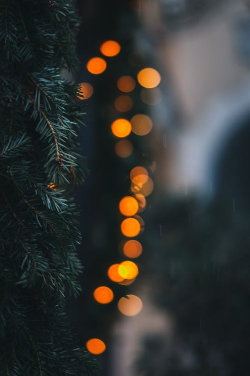 有关(使)丰满, 圈圈, 散焦的免费素材图片