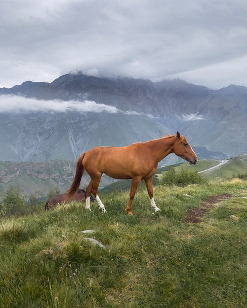 有关动物摄影, 哺乳动物, 家畜的免费素材图片