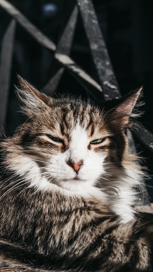 有关伊巴尔·艾哈迈德, 伊斯坦堡, 动物的免费素材图片