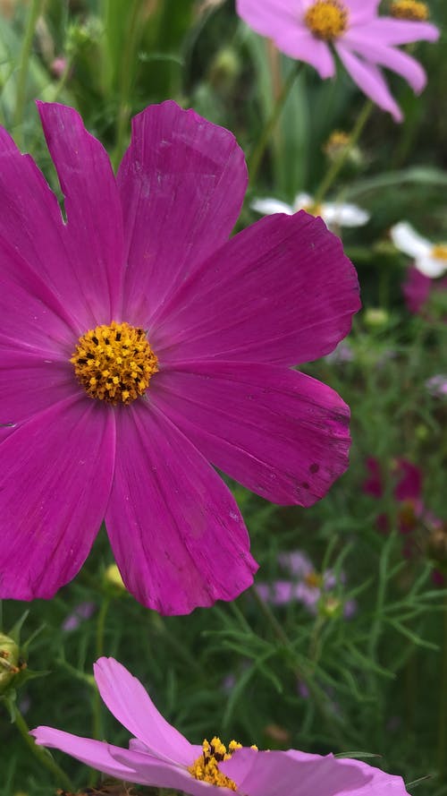 有关多年生, 微妙, 微距摄影的免费素材图片