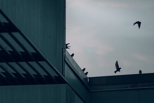 有关birds_flying, 剪影, 屋顶的免费素材图片