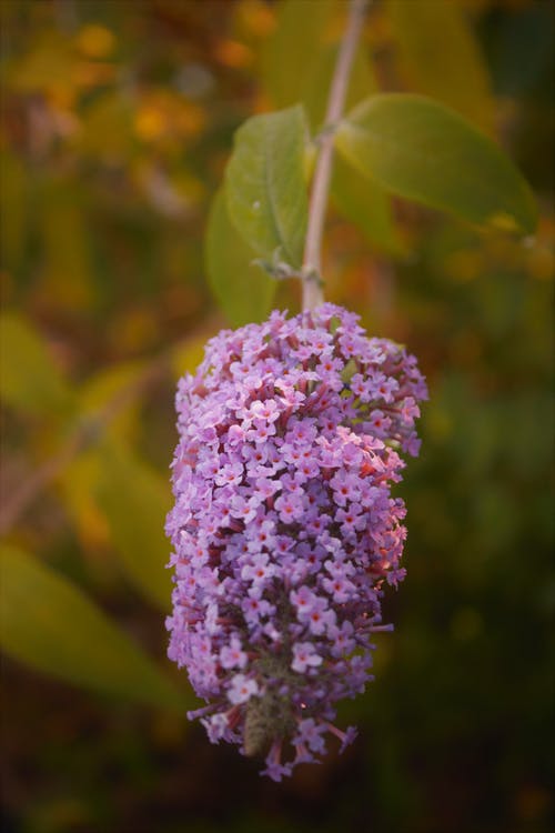 有关一束花, 垂直拍摄, 天性的免费素材图片