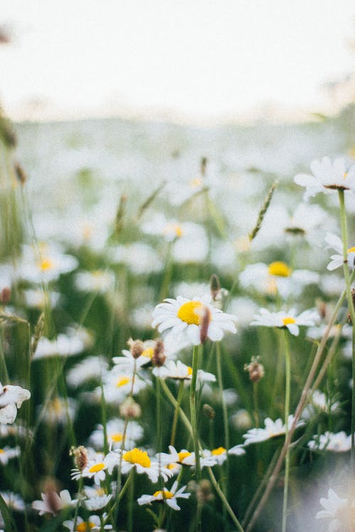 有关垂直拍摄, 天性, 户外的免费素材图片