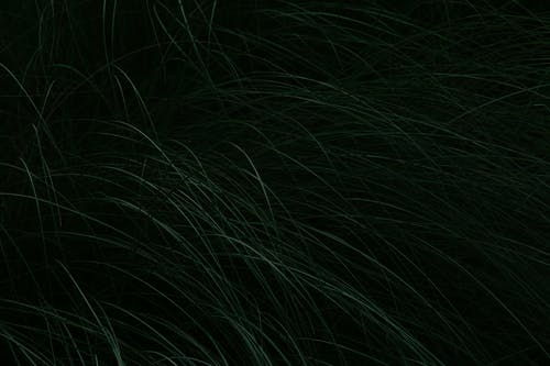 有关树叶, 漆黑, 特写镜头的免费素材图片