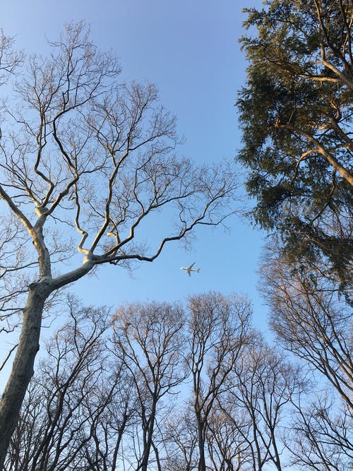 有关低角度摄影, 分支机构, 原本的免费素材图片