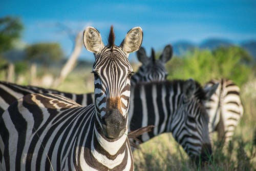 有关动物, 哺乳动物, 图案的免费素材图片