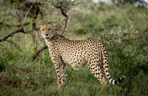 有关动物摄影, 南非, 哺乳动物的免费素材图片