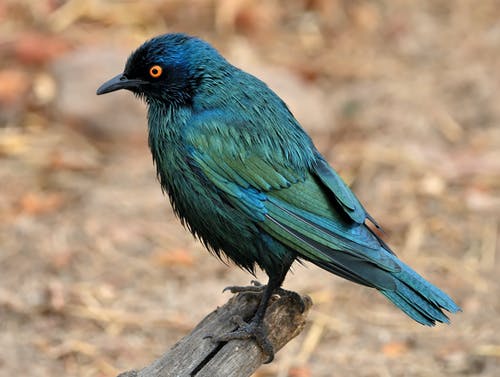 有关sturnidae, 八哥, 原本的免费素材图片