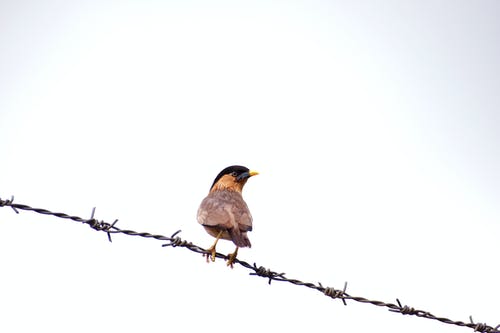 有关围栏, 栖息, 燕雀的免费素材图片