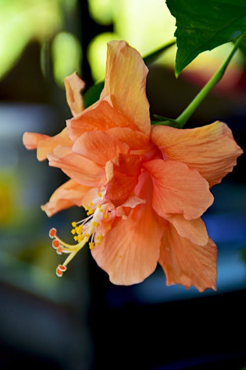 有关垂直拍摄, 户外, 植物群的免费素材图片