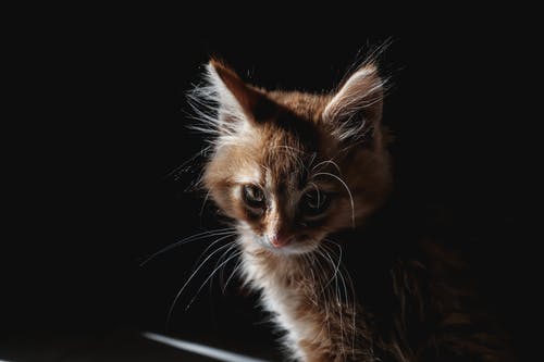 有关凝视, 动物, 动物摄影的免费素材图片