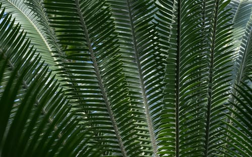 有关天性, 棕櫚樹葉, 植物學的免费素材图片
