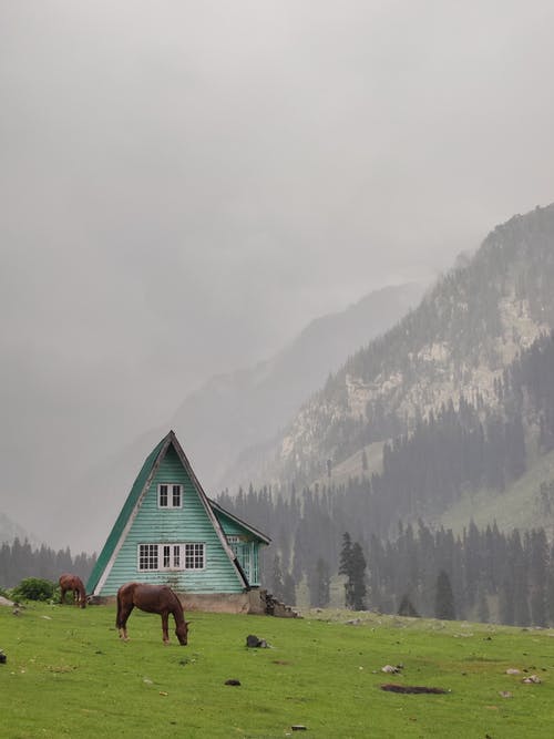 有关三角形, 哺乳动物, 天性的免费素材图片