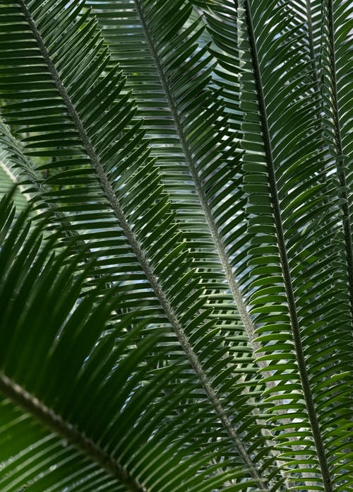 有关垂直拍摄, 天性, 棕櫚樹葉的免费素材图片