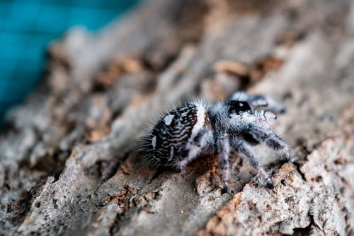 有关动物, 昆虫, 木柴的免费素材图片